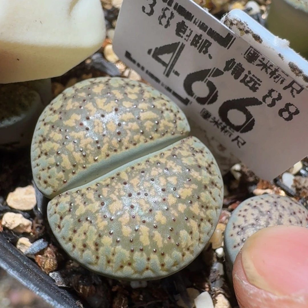 西***辞zzzzz生石花肉锥466