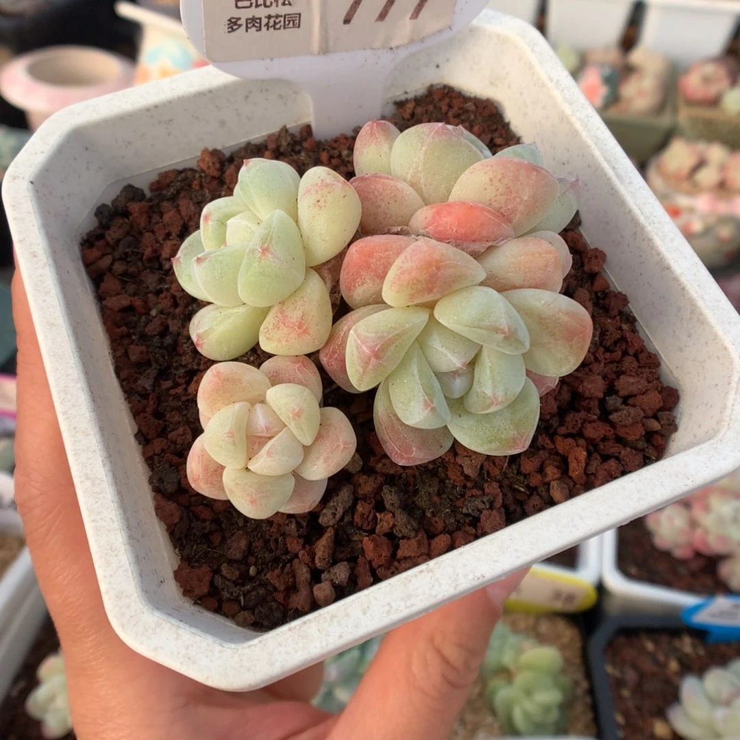 777奶油冰玉多肉植物