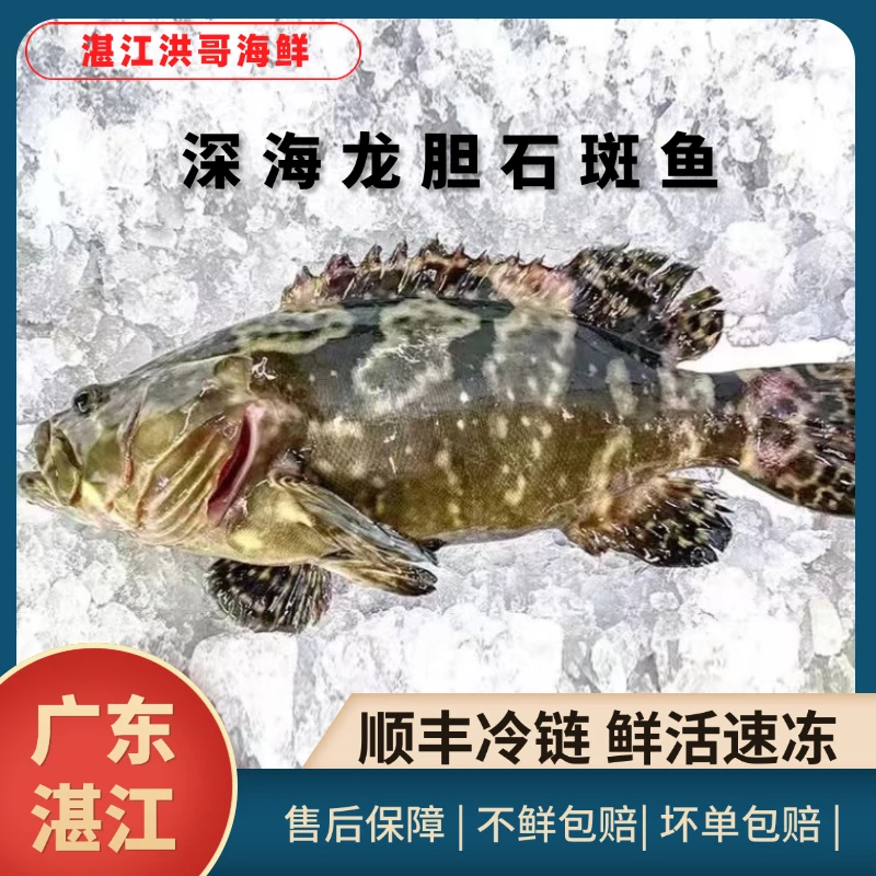 【1315套餐大龙胆石斑鱼】大石斑鱼湛江生鲜深海龙胆石斑鱼新鲜活鱼