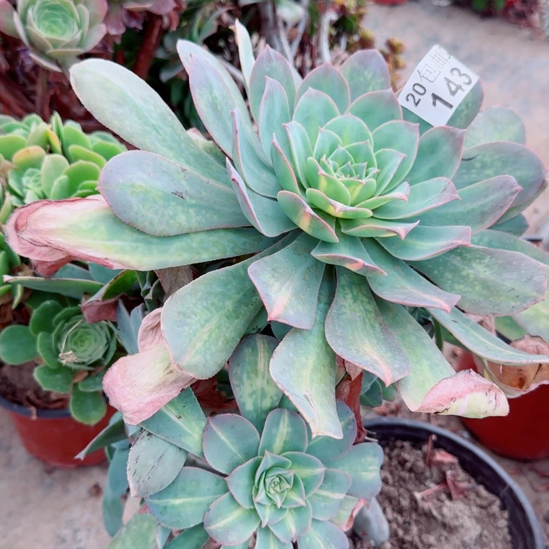 黄忠斑多肉143满20包邮断枝不包