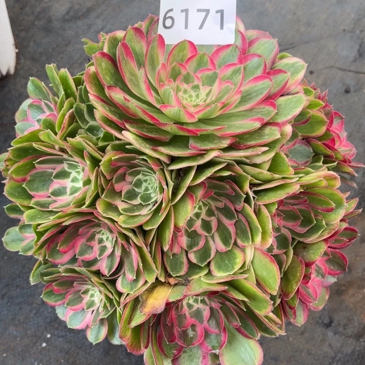 新品孔雀翎特价多肉