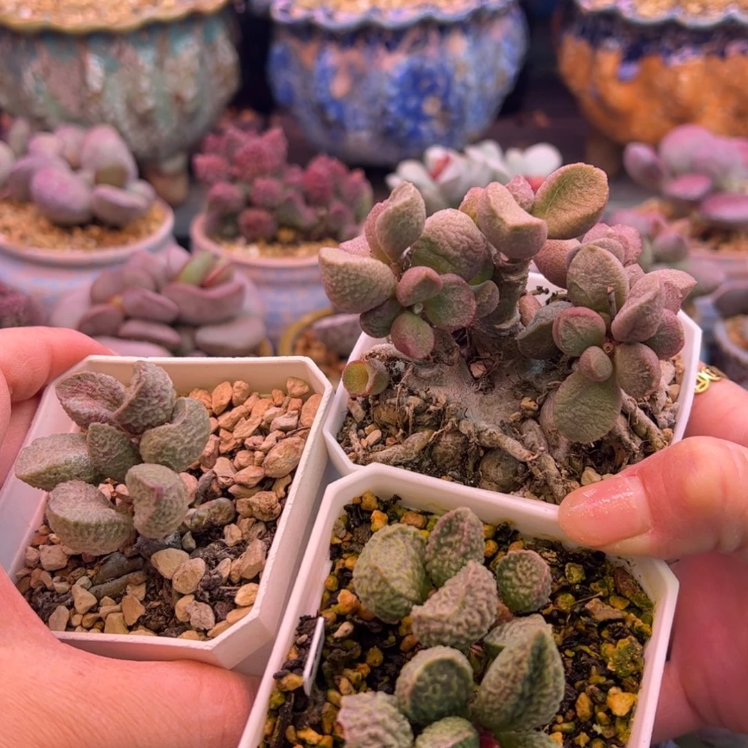 隔****清卷补差价。    满送。