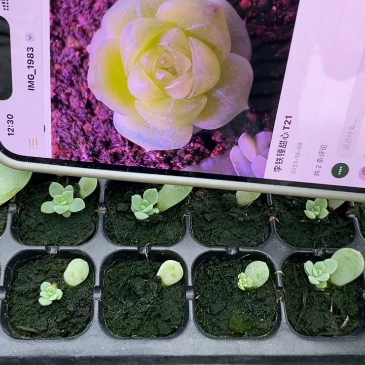 懒t21芽苗一个多肉