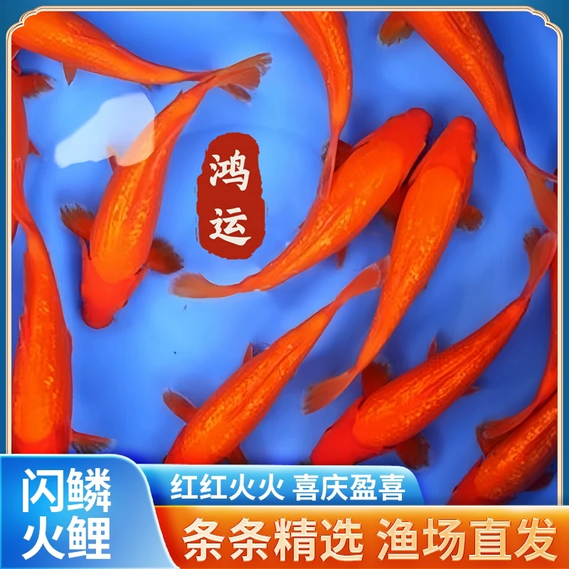 易养耐活闪鳞火鲤冷水锦鲤鳞片闪耀夺目招财纳福喜庆红光鳞片闪烁