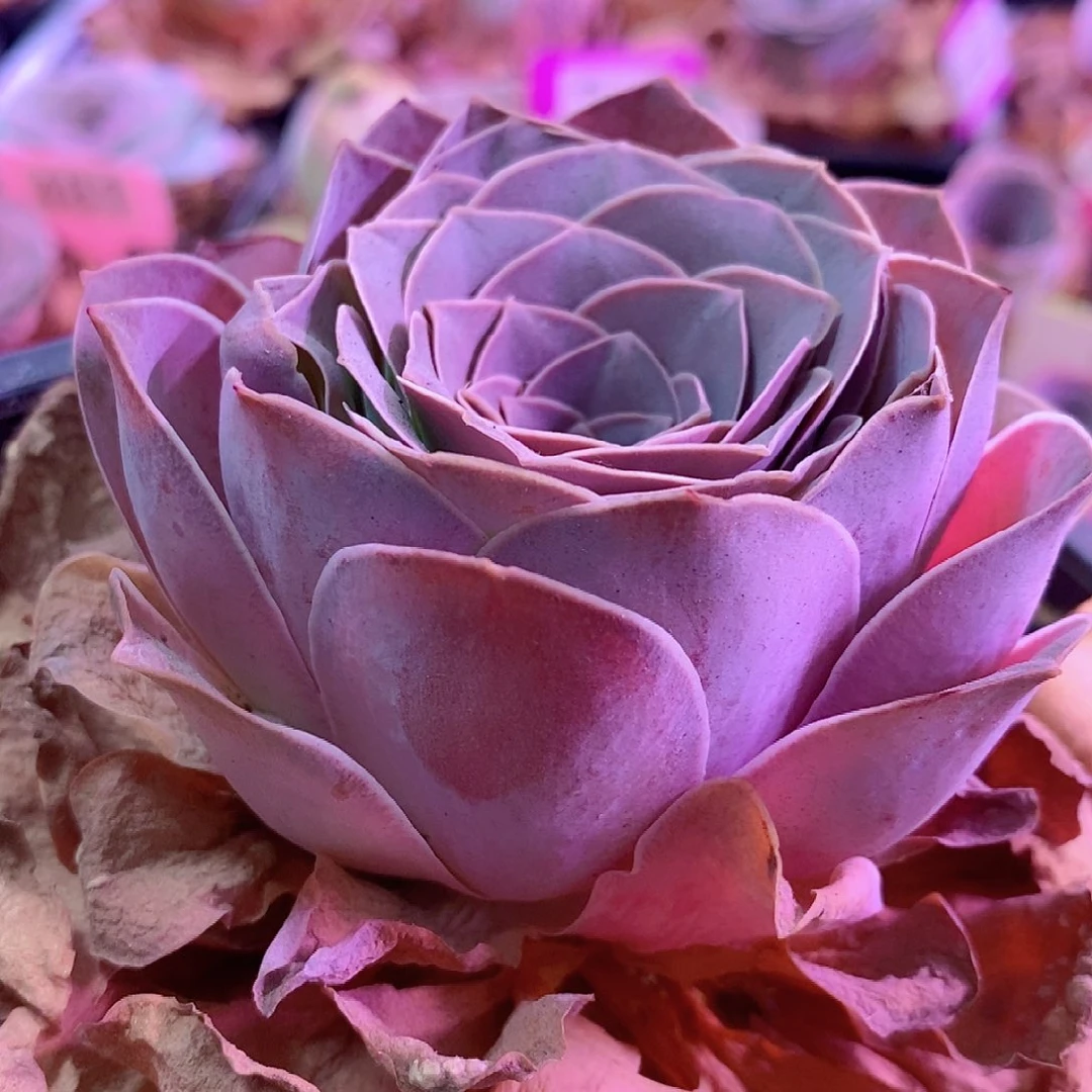 芭蕾单头一物一拍528