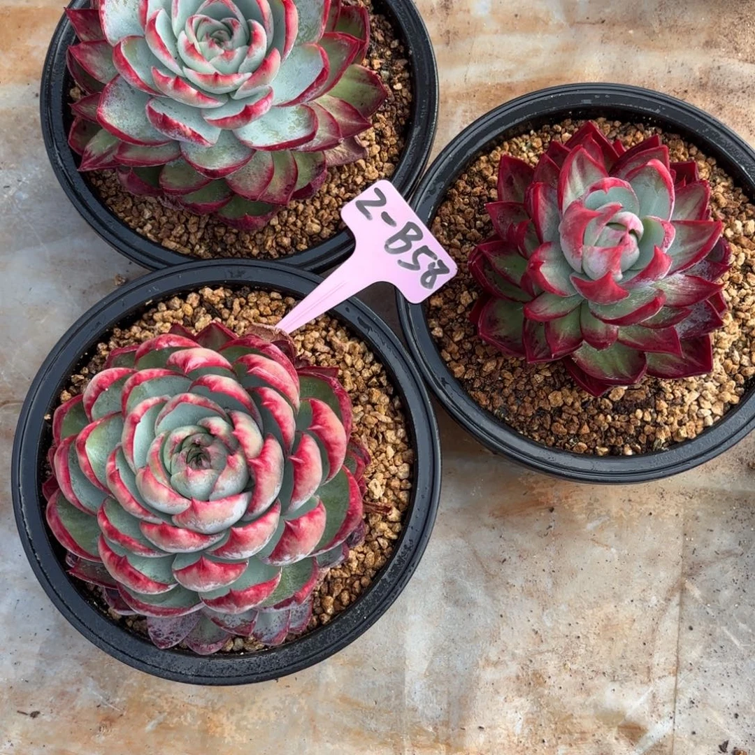 惊鸿仙子 三个一组