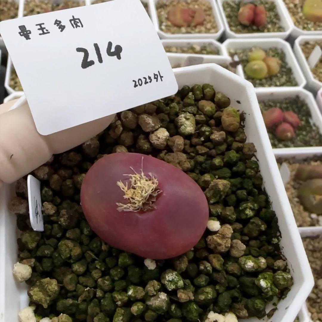 哥****斯多肉多肉多肉2025-214