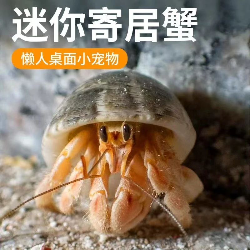 直播间拍蟹寄居蟹~~~哇塞