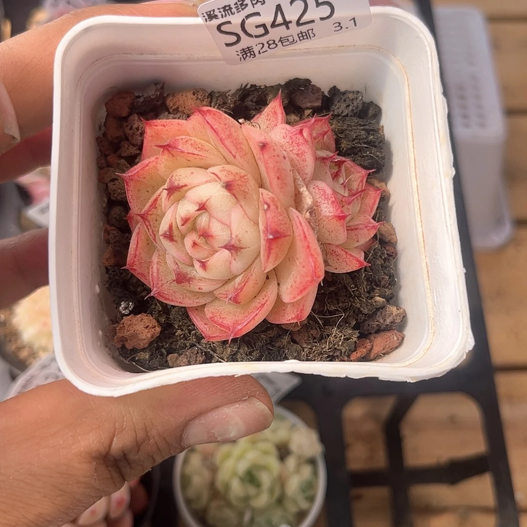 晚**星425 溪流多肉一物一拍