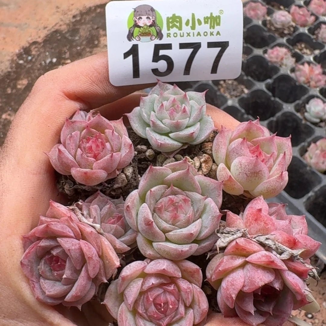 多肉植物多肉植物