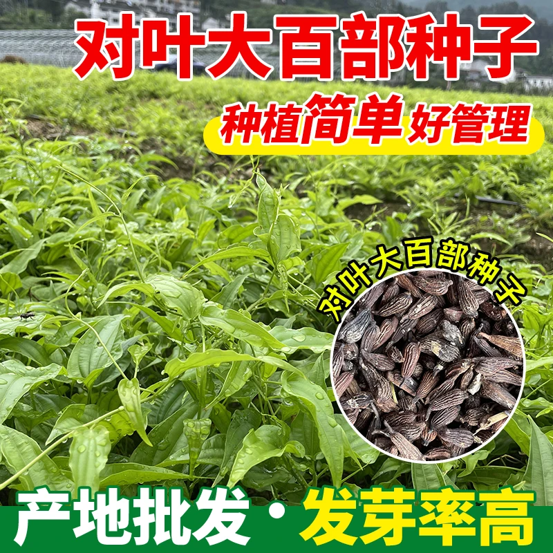 2025优质大中药材百部种子产地批发好种植提供技术支持当季新种