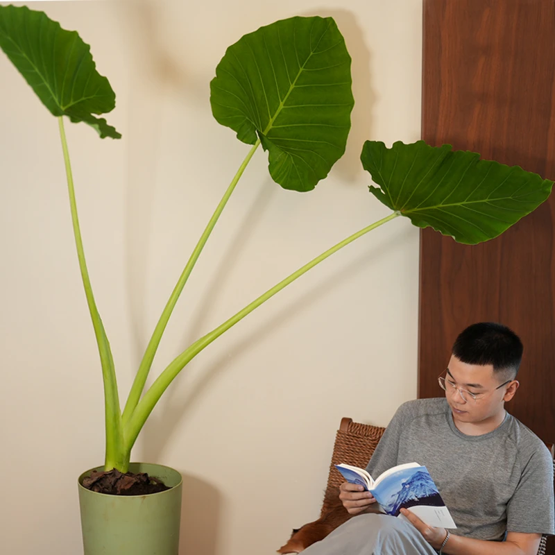 锦年一物一拍龙猫同款巨型绿植象耳芋网红植物室内外四季长青盆栽