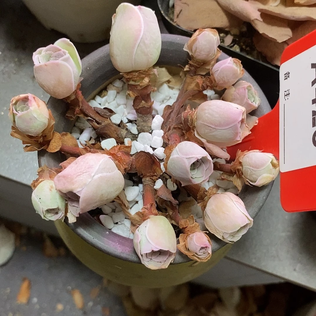 山地玫瑰群一物一拍425