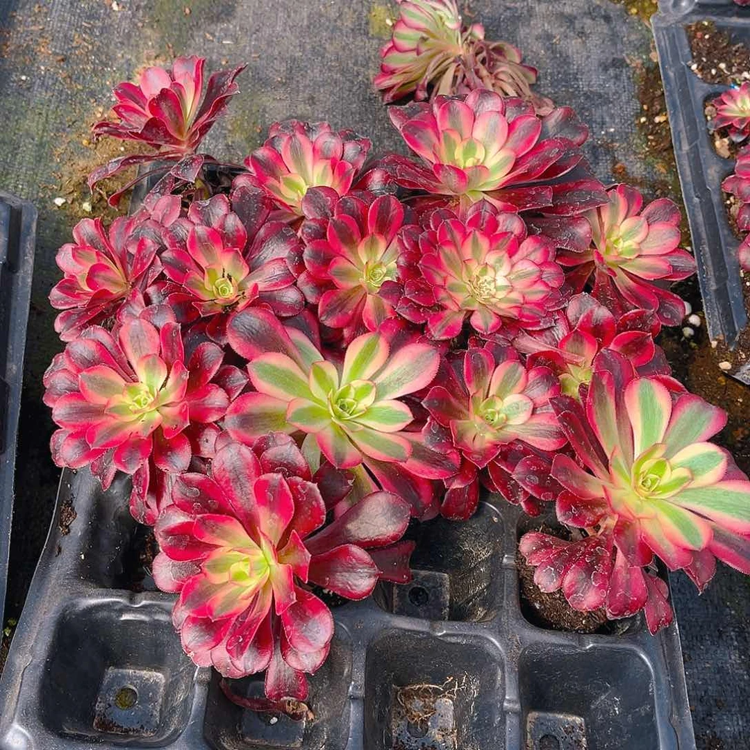 美杜莎小苗10颗，，，，，