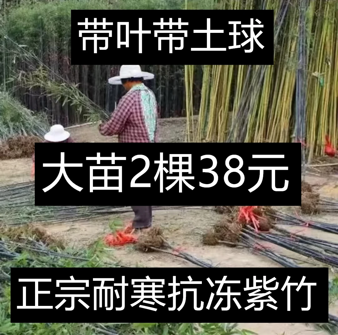 紫竹苗北方耐寒耐旱四季常青庭院围墙遮挡风景盆栽地栽植物