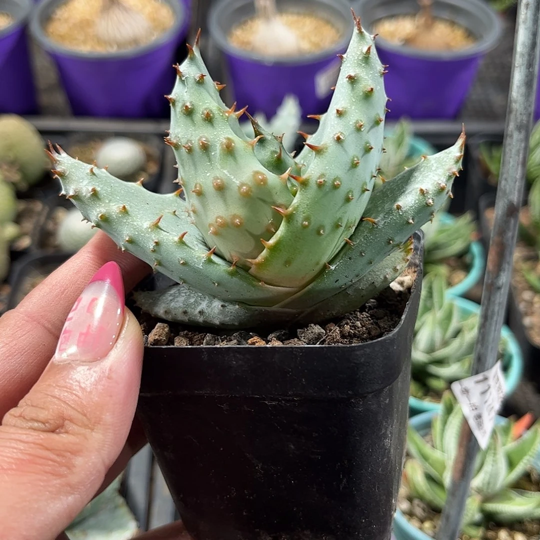 单头精选鬼切芦荟单头发货