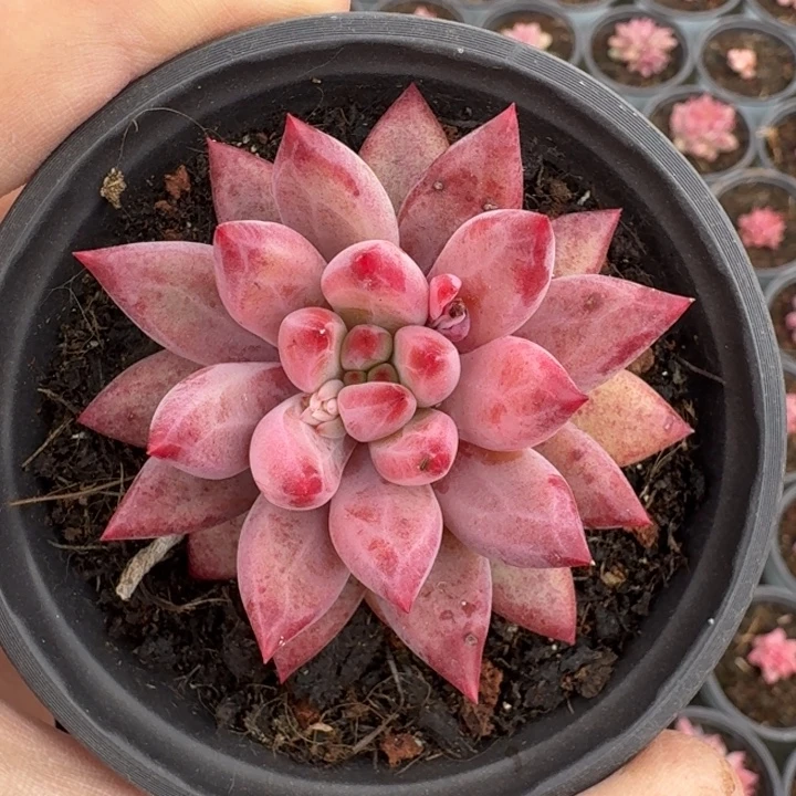 羽毛纹 虞美人 一物一拍