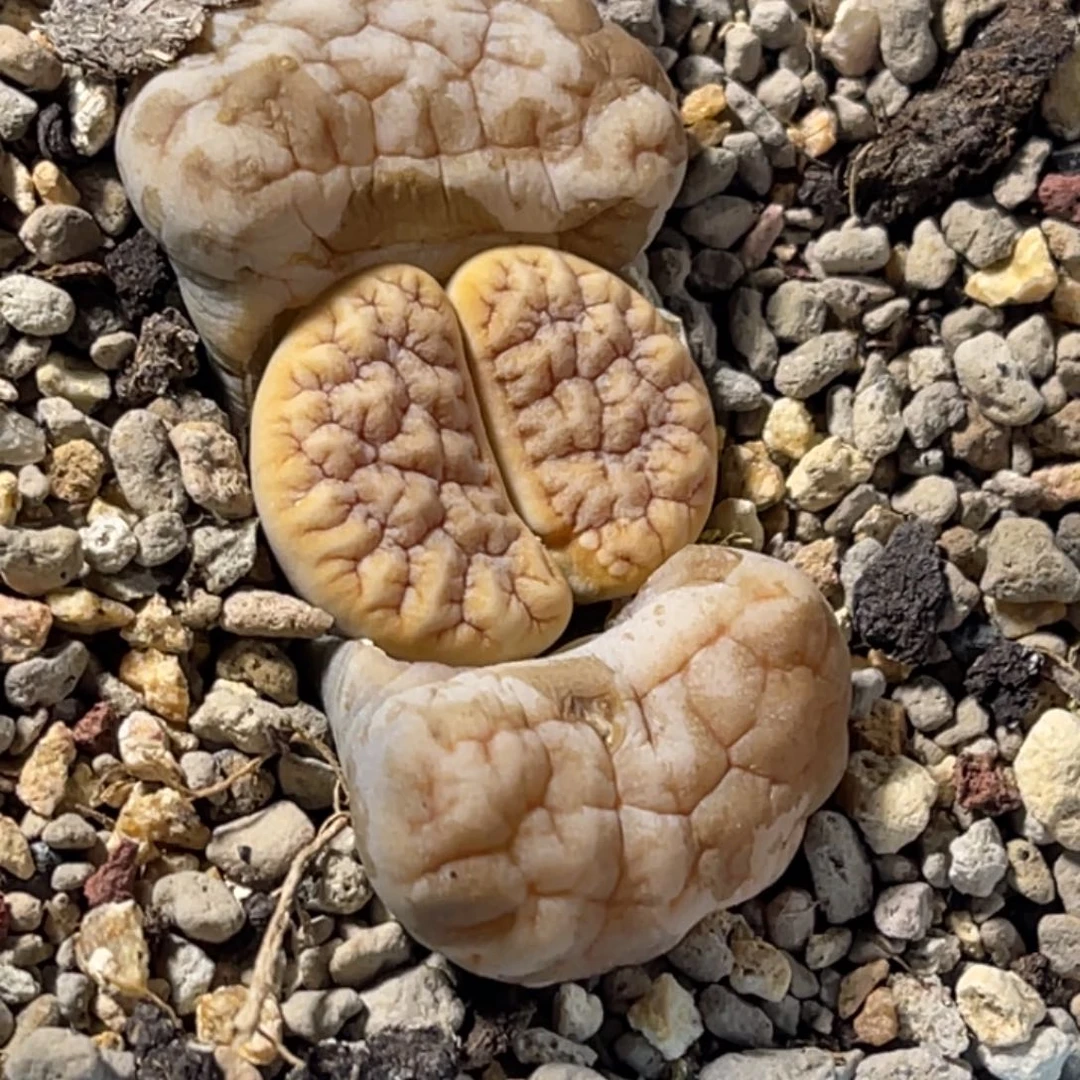 3368拿铁189凹凸金色