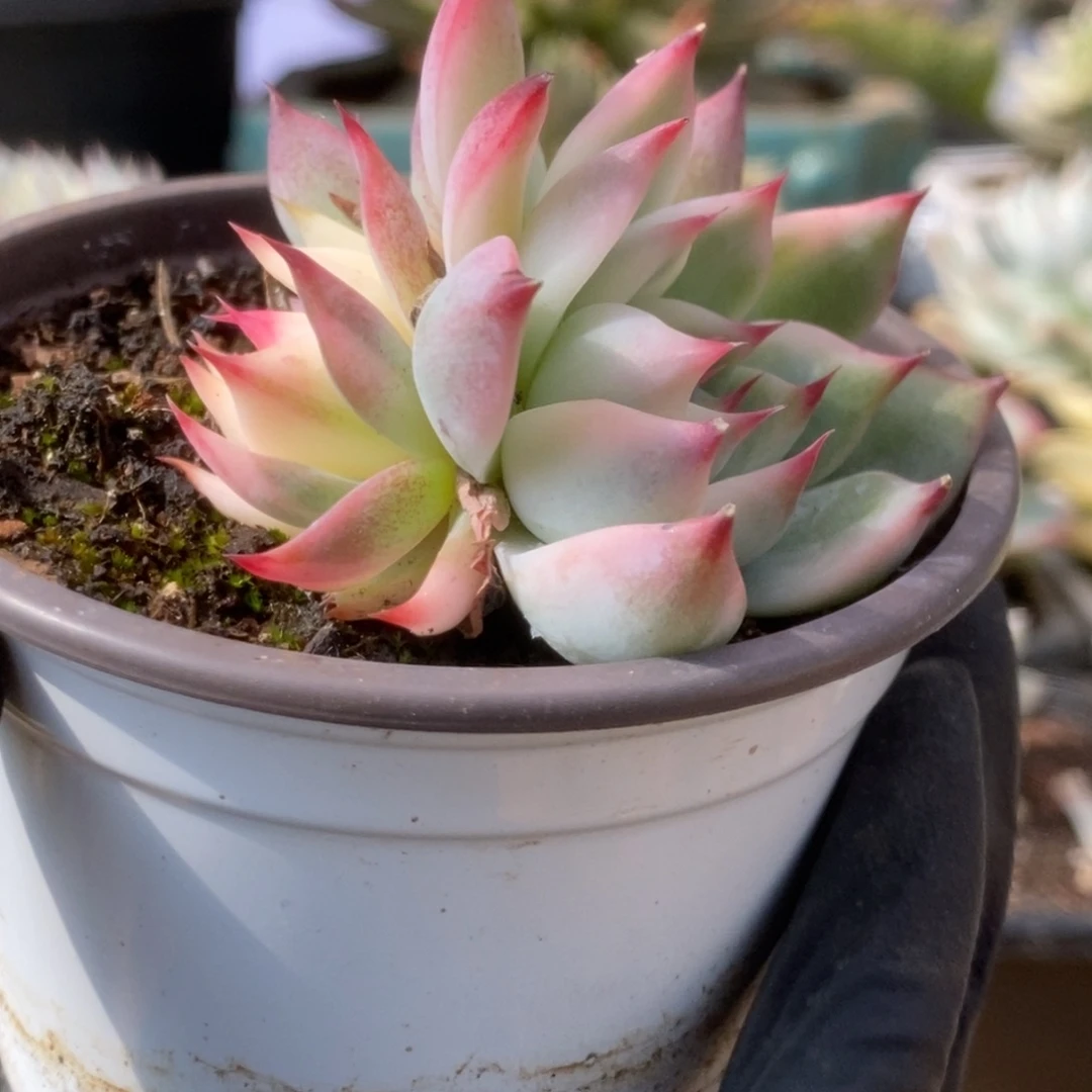 331锦锦锦锦锦锦锦锦