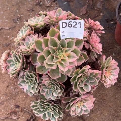 多肉植物玉芙蓉捧花