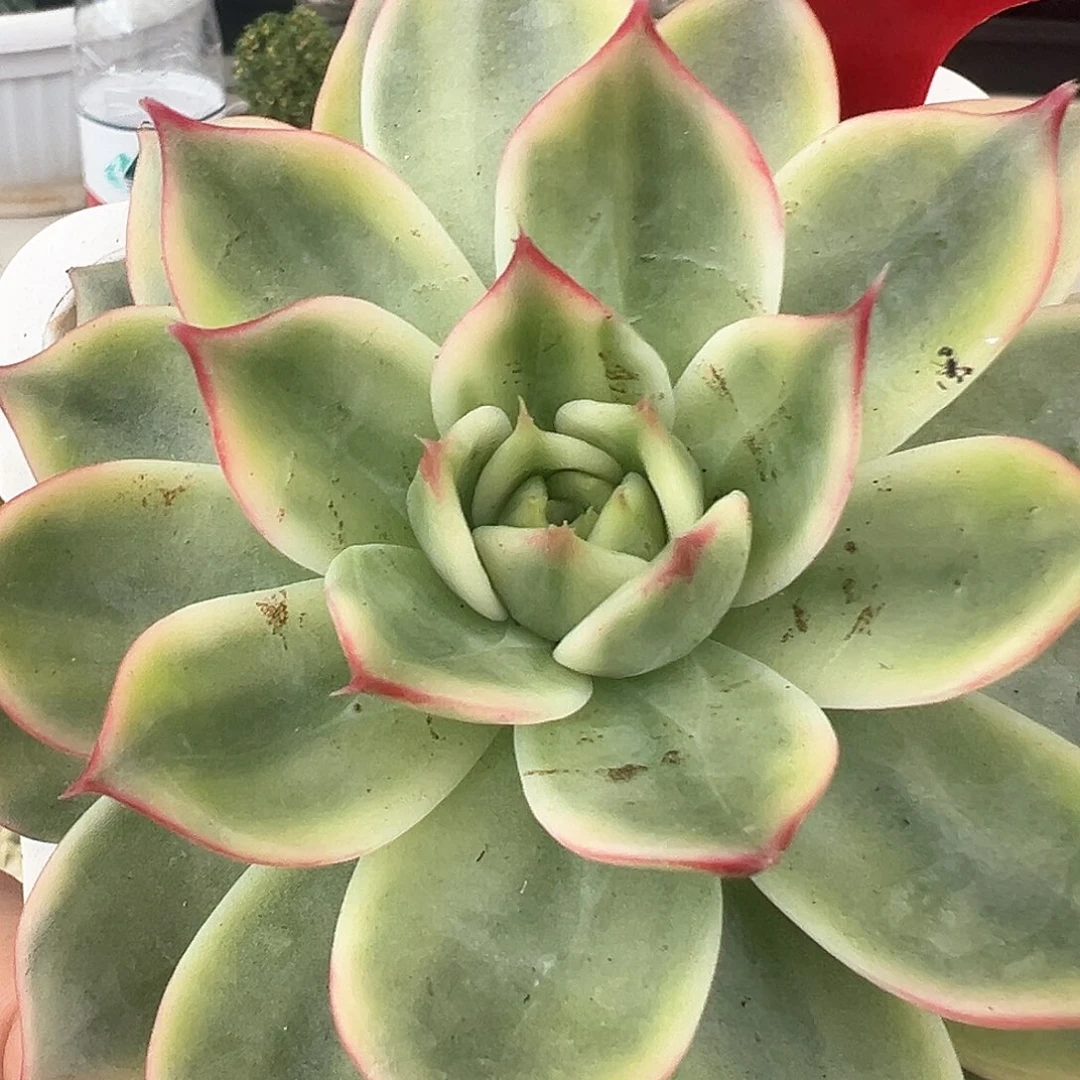 21号桃花锦多肉植物