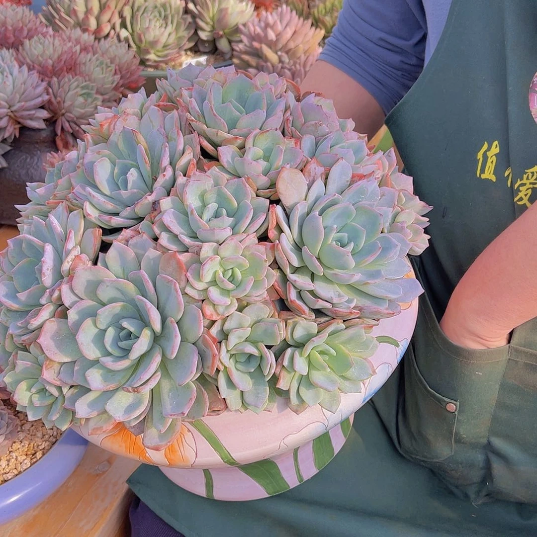 一**茶多肉香橙奶茶姐带盆