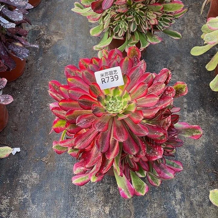 739多肉植物的生长