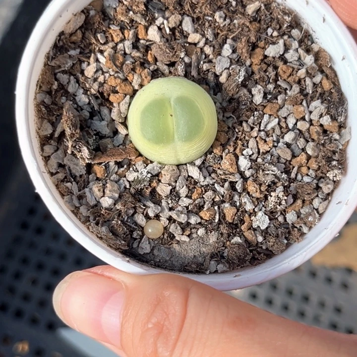 一颗精品拉登母本206号