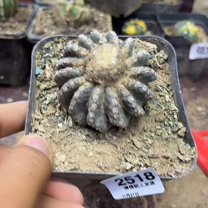 2518号木心根奇特球5.5厘米