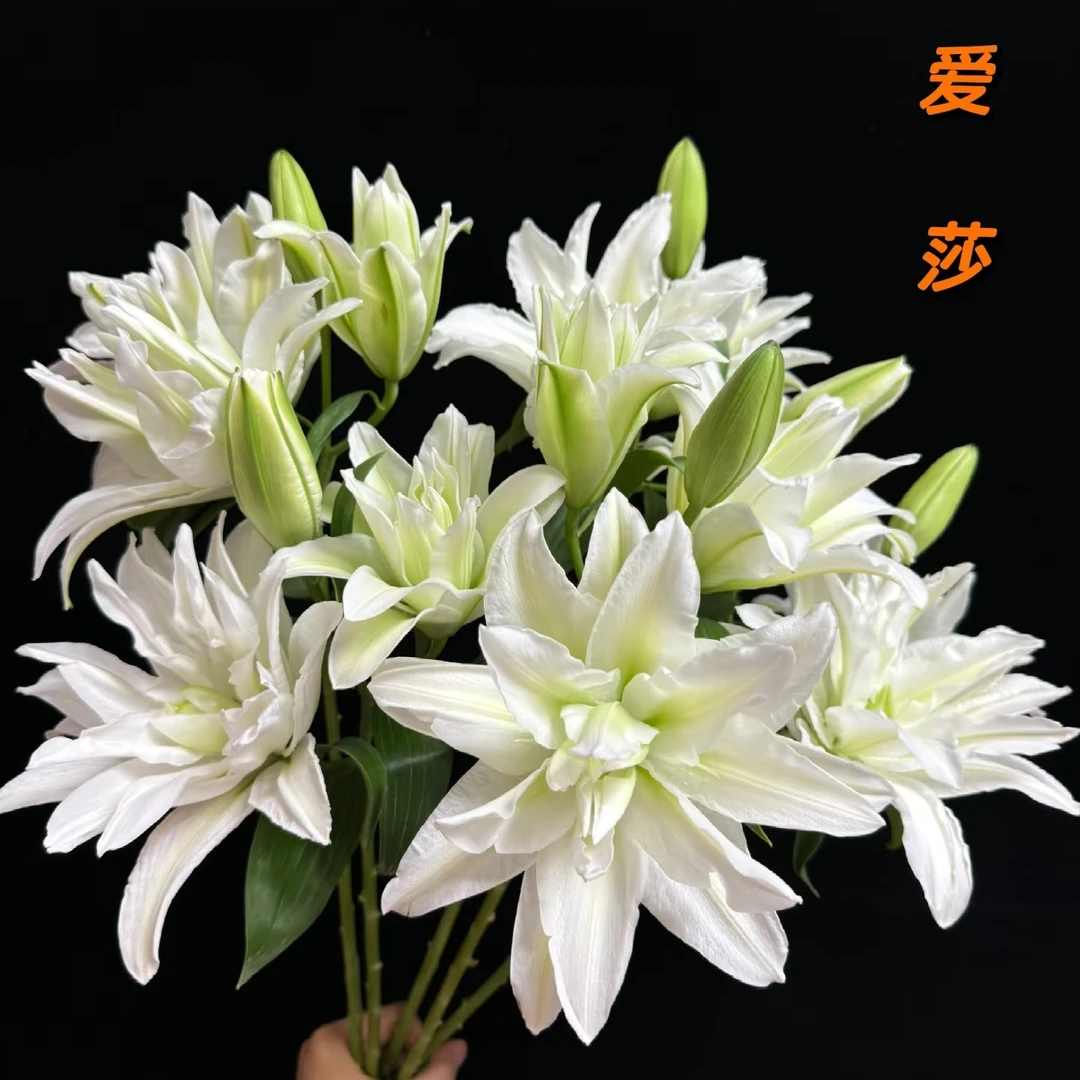 【艾莎】重瓣香水百合鲜花浪漫之选