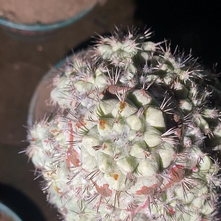 三角接大尤帝王丸群