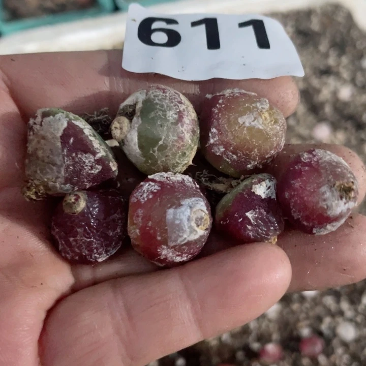 611母本红灯泡7个