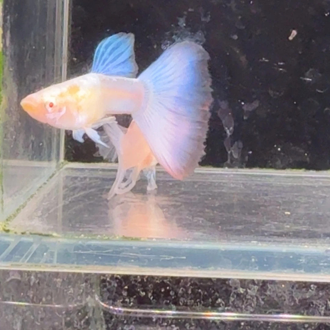 孔雀鱼蓝白缎带1对