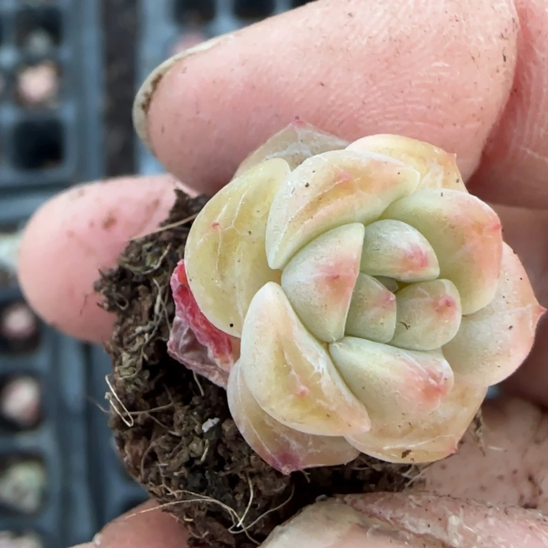 多肉小卡拉米糖心一物一拍