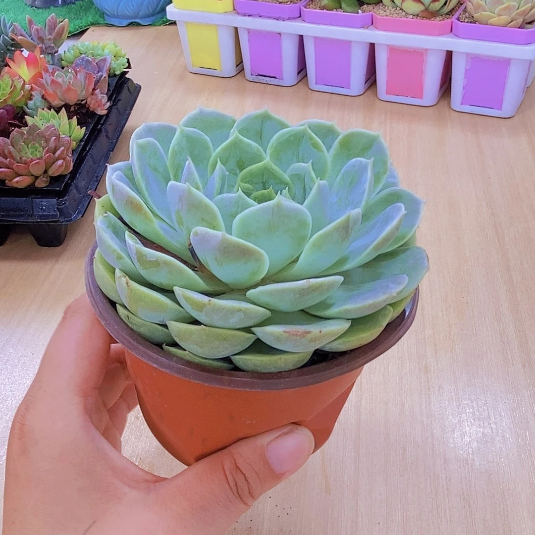 无花朵多肉植物昂斯诺120