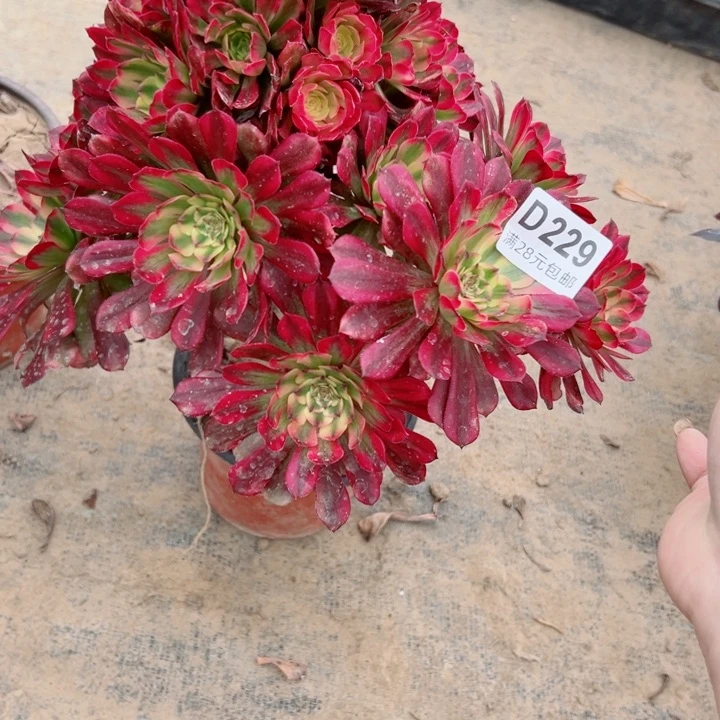 229舞天姬多肉一种