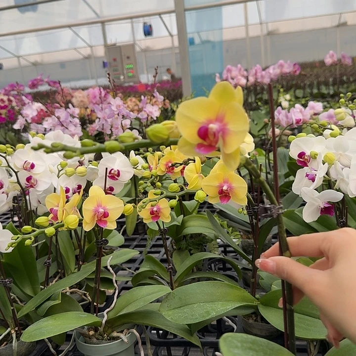 大部分开放少量花苞朝日单