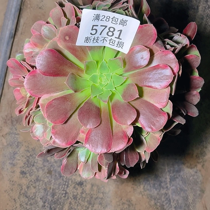 5781幽兰多肉植物