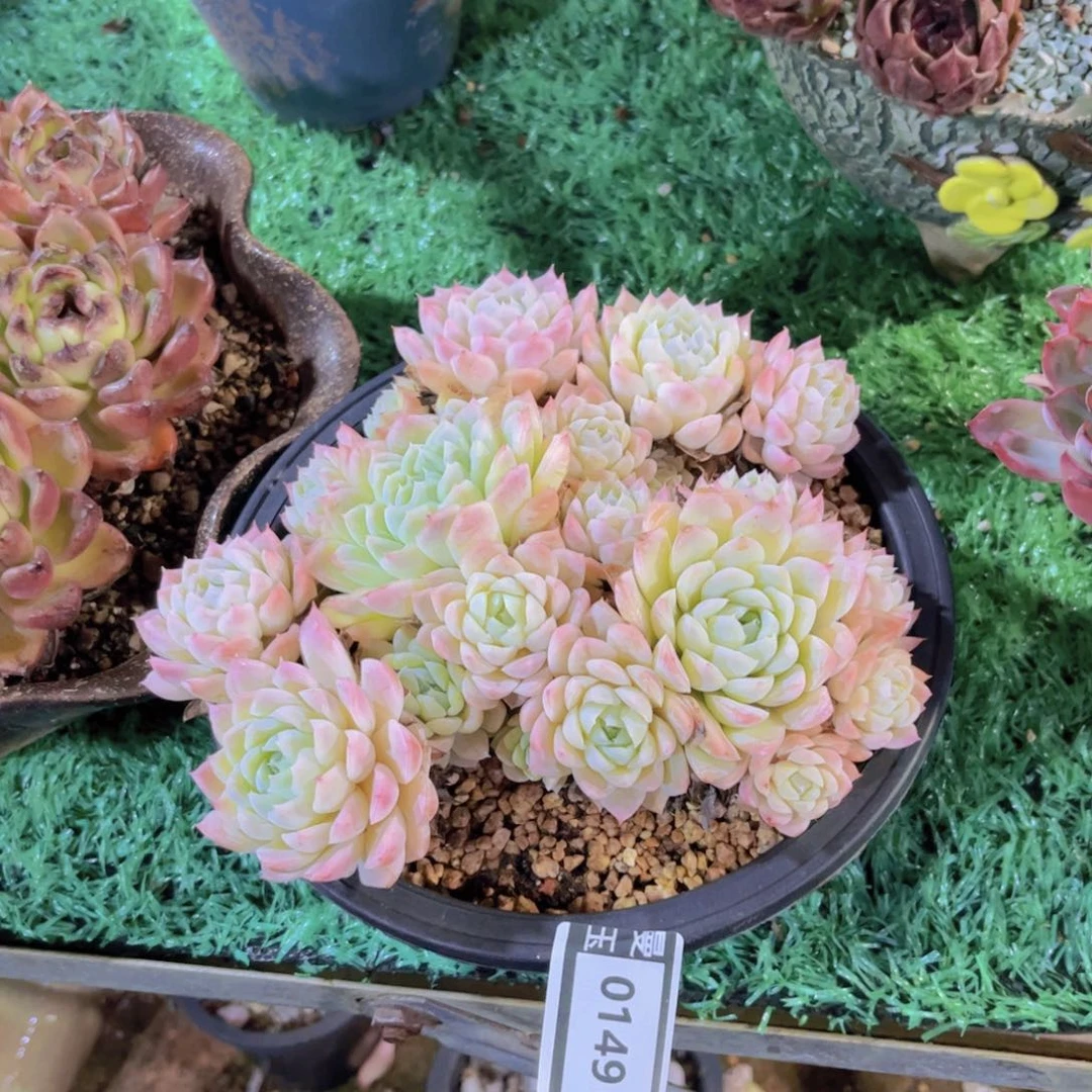 白杂多肉植物0149