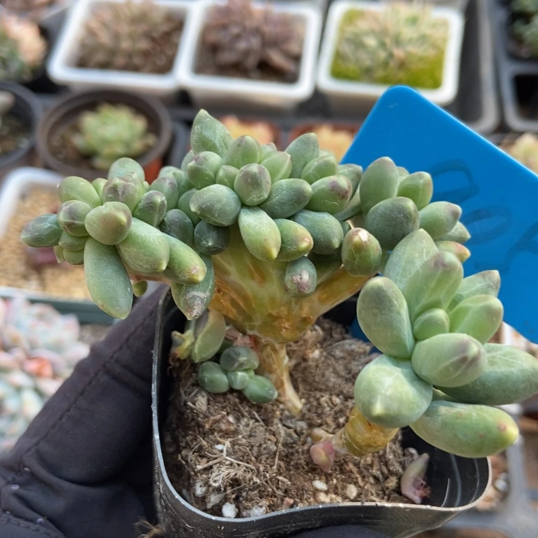 905千代田缀多肉植物保护