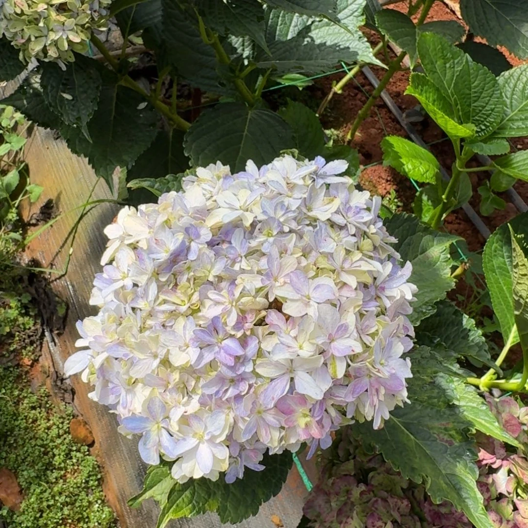 大部分花苞少量开放98