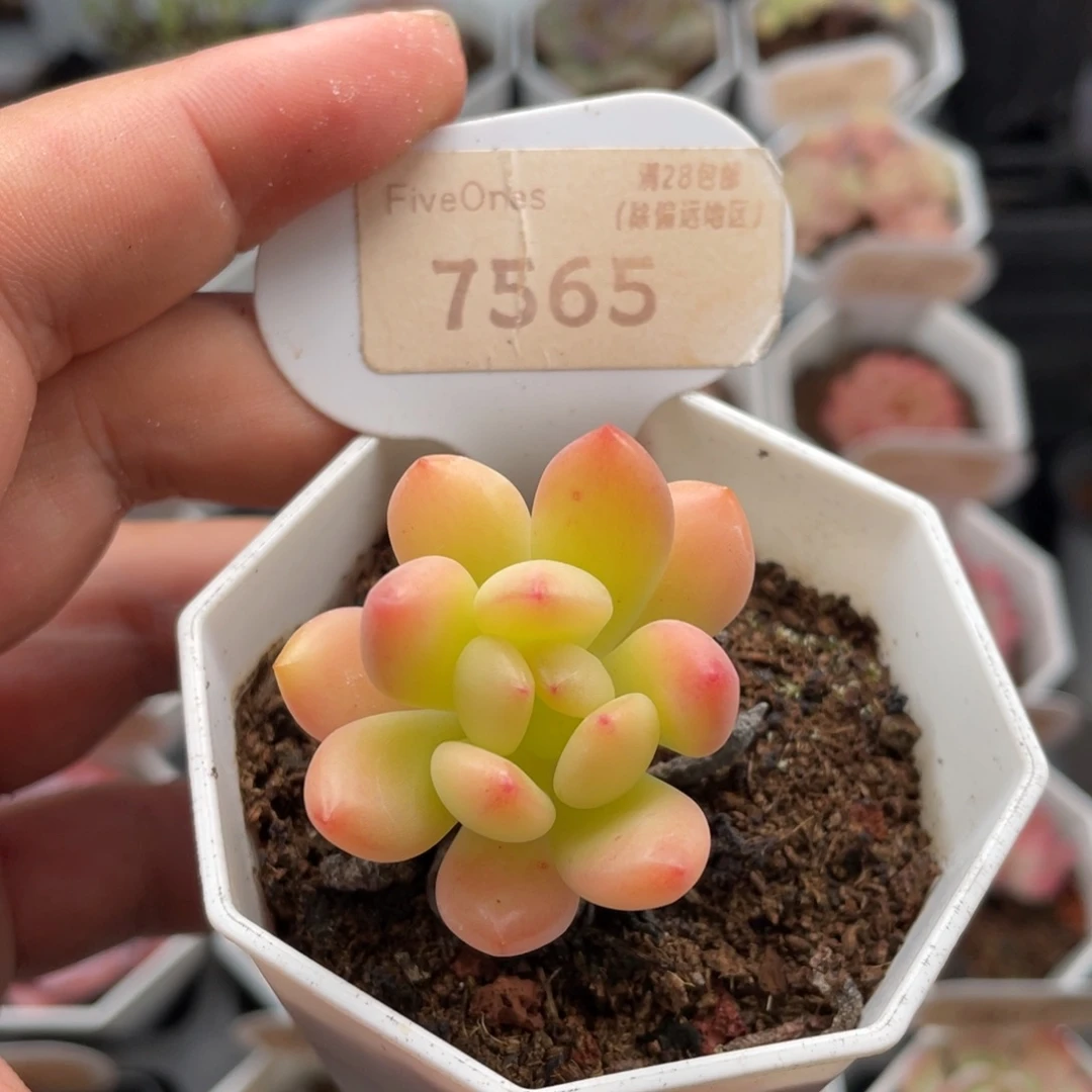 春萌7565-4.0厘米