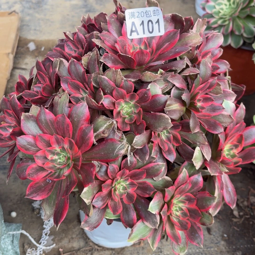 101多肉植物捧花的不包断肢