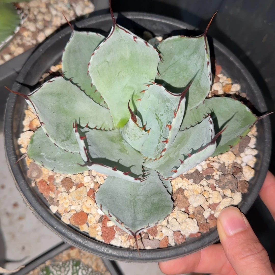 福克斯龙舌兰啦啦