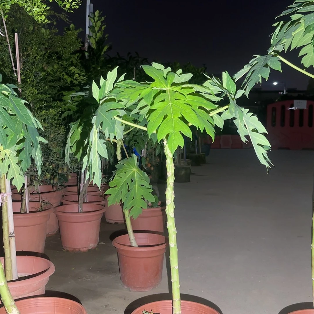 邹***5完全开放果树果树1111111