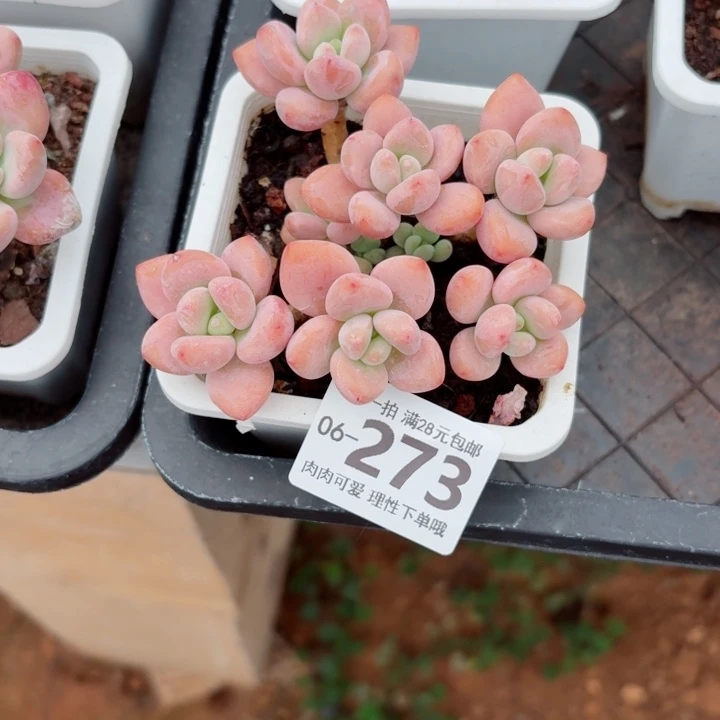 红洛神无盆土发货多肉多肉