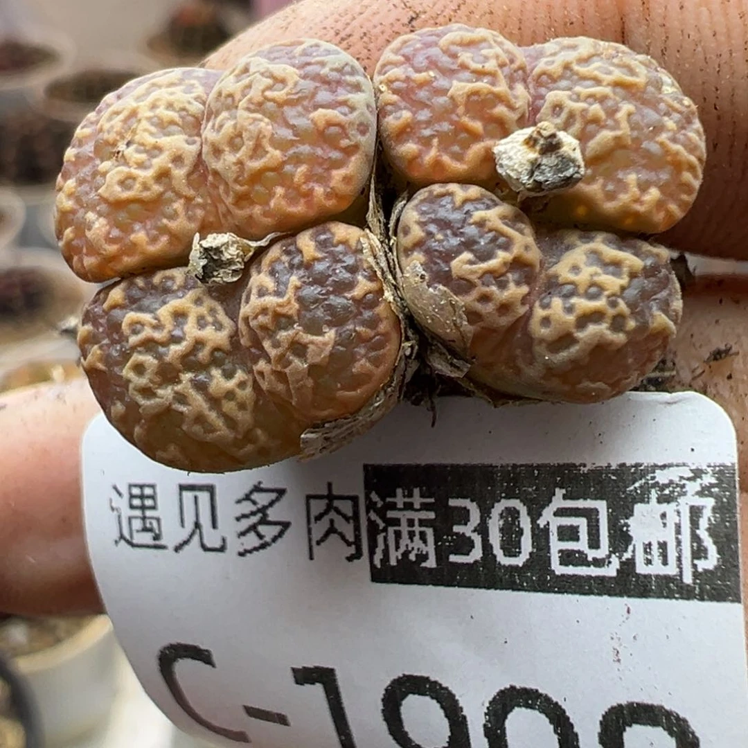 多肉植物1111111111111