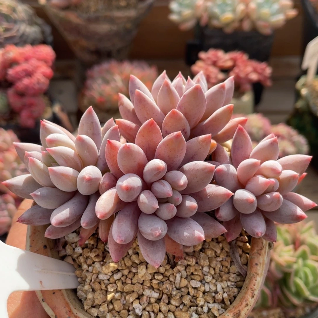 0265所罗门不带盆10厘米