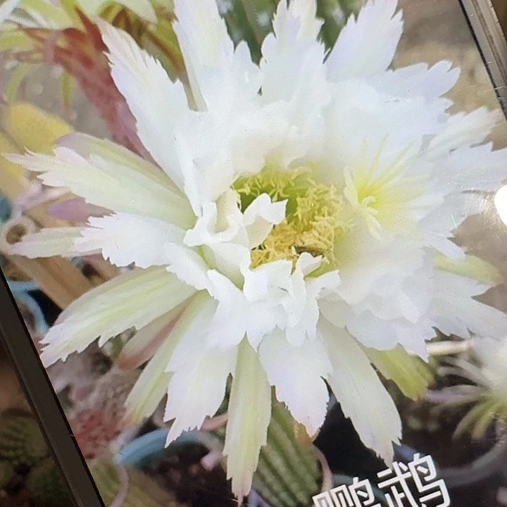 鹦鹉侧芽高8公分左右毛花柱（20包邮）