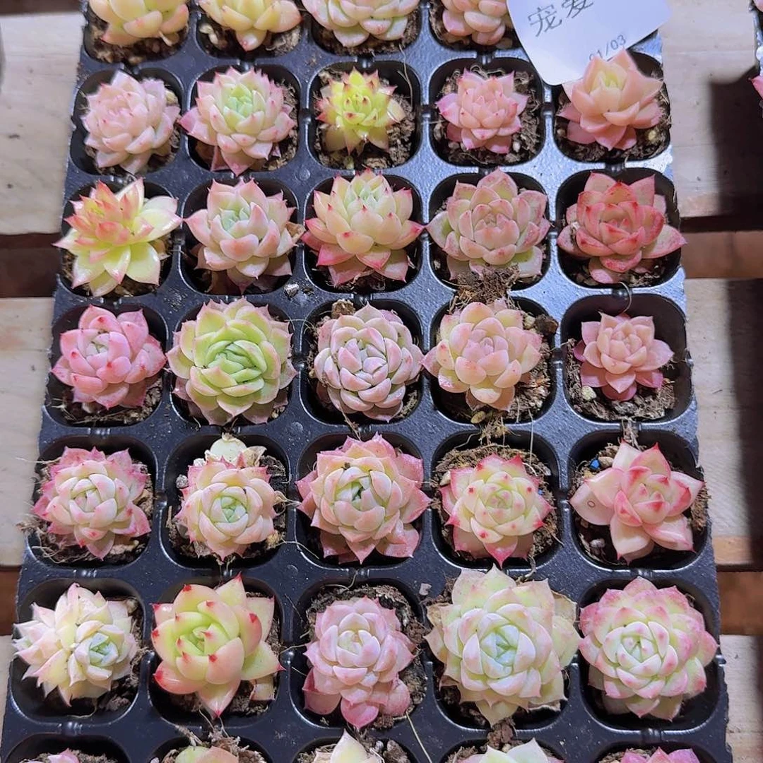 直播福利一物一拍361